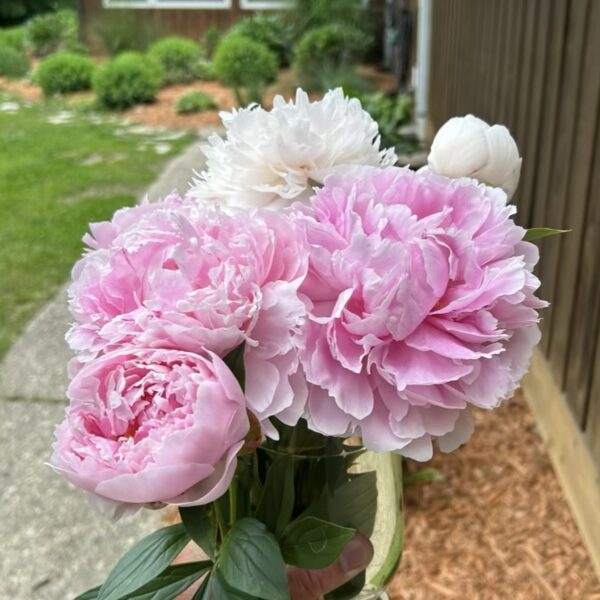 Last years grown on the land (Spring 2024) Last years grown on the land (Spring 2024)