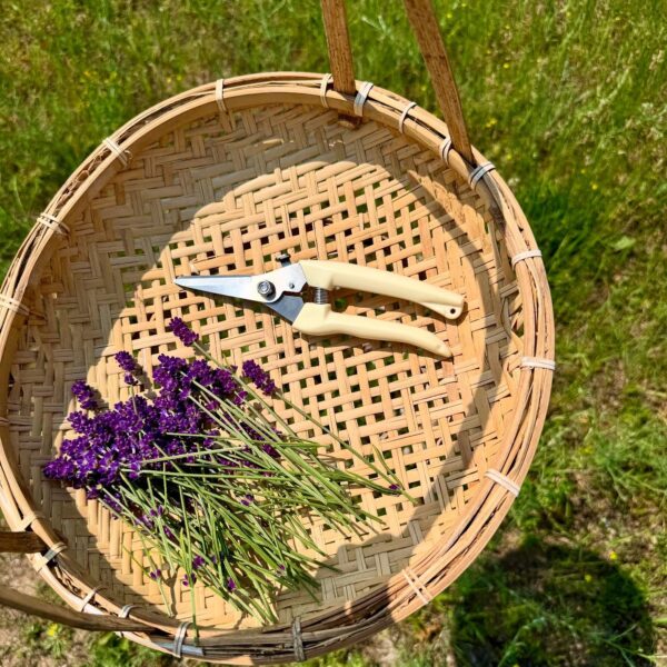 Manitou Acres Lavender Farm