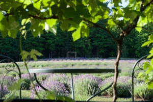 Manitou Acres Lavender Farm