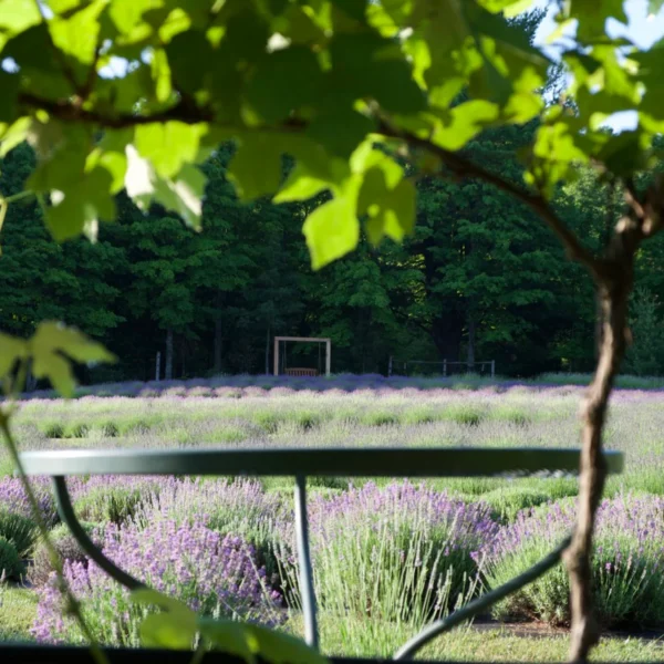 Manitou Acres Lavender Farm